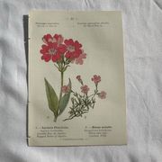 Planche Naturaliste – Gravure botanique ancienne 19eme  recto verso