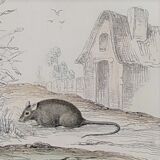 Original zoological board "rat - squirrel - field mouse - mouse" buffon 1838