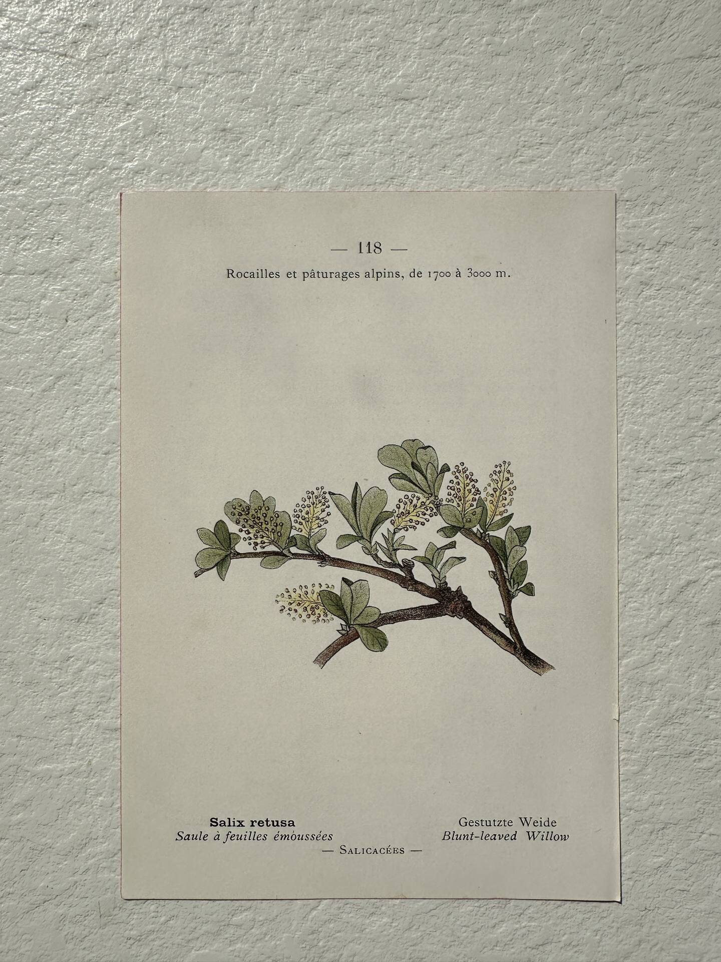 Botanical Plate 1800 Old Naturalist Engraving 19th Century Double-Sided