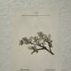 Botanical Plate 1800 Old Naturalist Engraving 19th Century Double-Sided