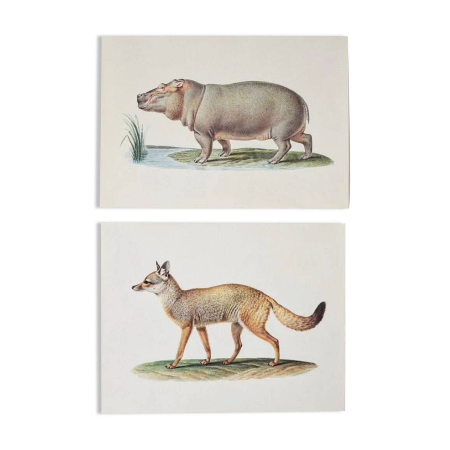 Bestiary plates from the Natural History Museum The Hippopotamus