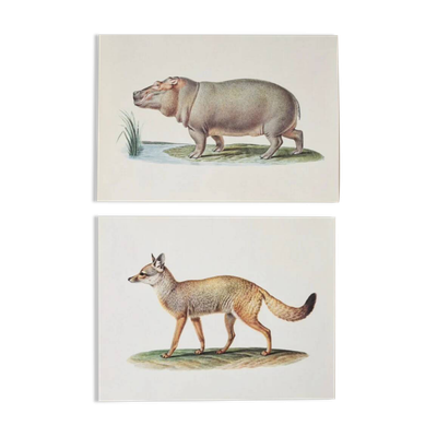 Planches de bestiaire du muséum d'histoire naturelle L'hippopothame