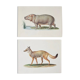 Bestiary plates from the Natural History Museum The Hippopotamus
