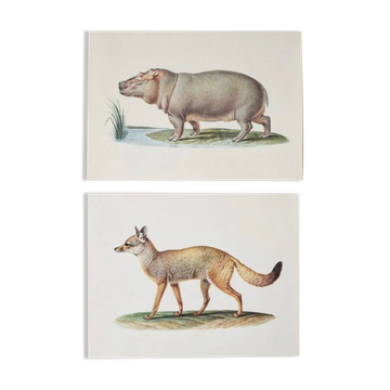 Bestiary plates from the Natural History Museum The Hippopotamus