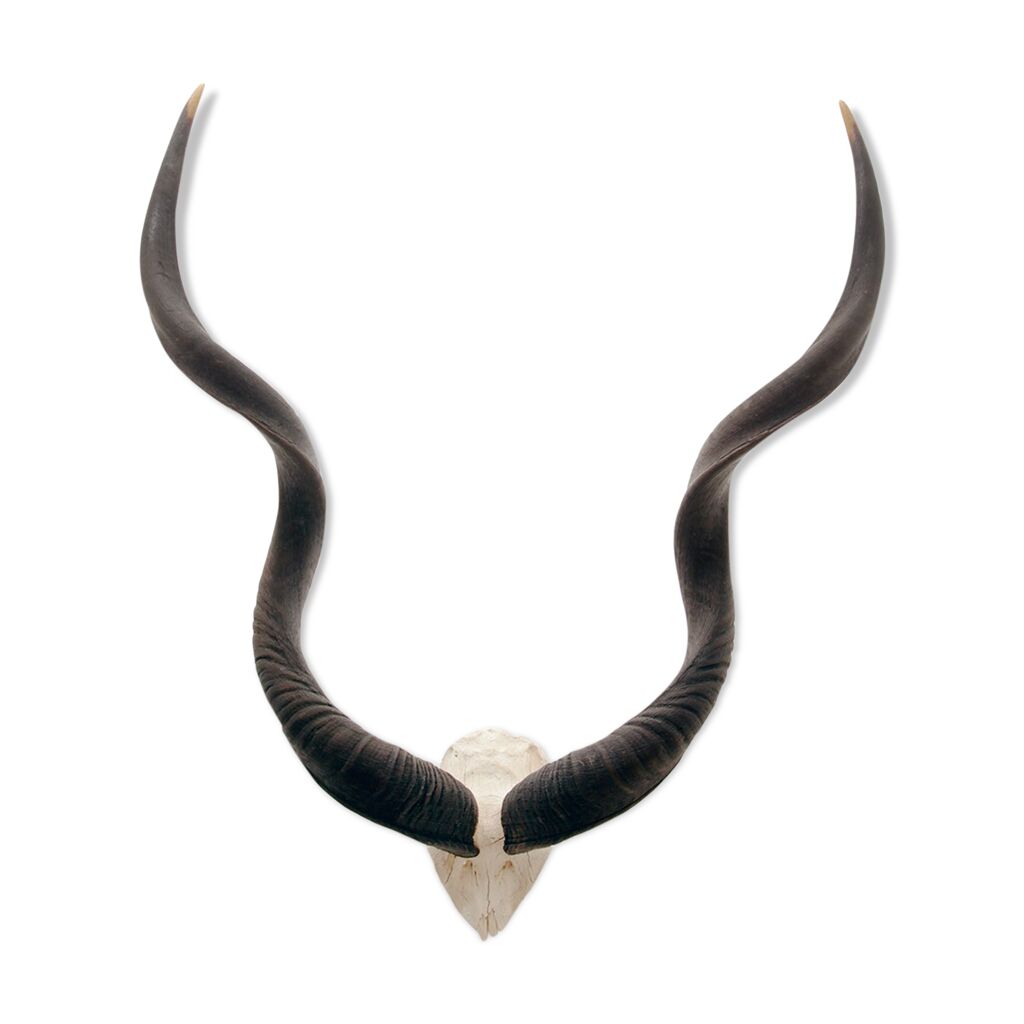 Bracelet En Peau D'antilope Oribi - Taxidermie Authentique - Neuf Avec étiquettes