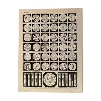 Lithograph on microbes from 1897