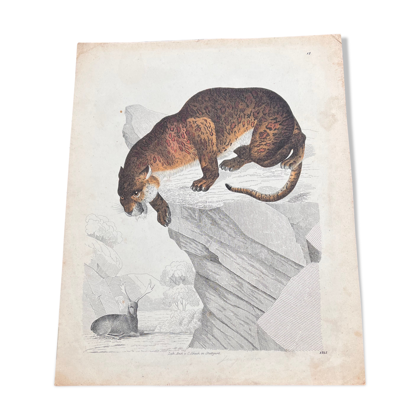 Poster (lithograph) fawn hunting