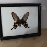 Butterfly frame
