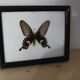 Butterfly frame