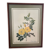Rosehip engraving
