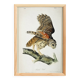 Poster about the Striped Owl, based on an old engraving from 1827.