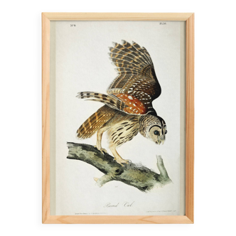 Poster about the Striped Owl, based on an old engraving from 1827.
