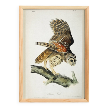Poster about the Striped Owl, based on an old engraving from 1827.