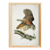 Poster about the Striped Owl, based on an old engraving from 1827.