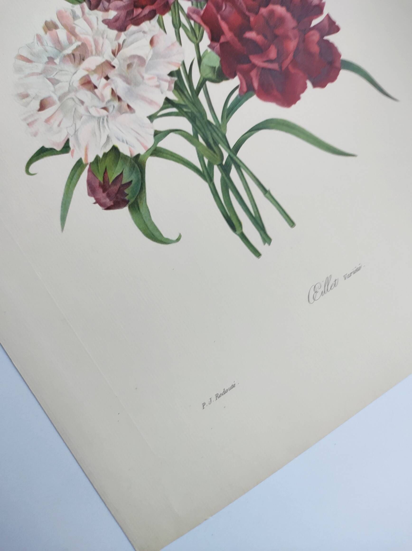 Antique botanical engravings -1955- Carnation- by PJ. Redouté. Vintage nature