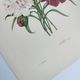 Antique botanical engravings -1955- Carnation- by PJ. Redouté. Vintage nature