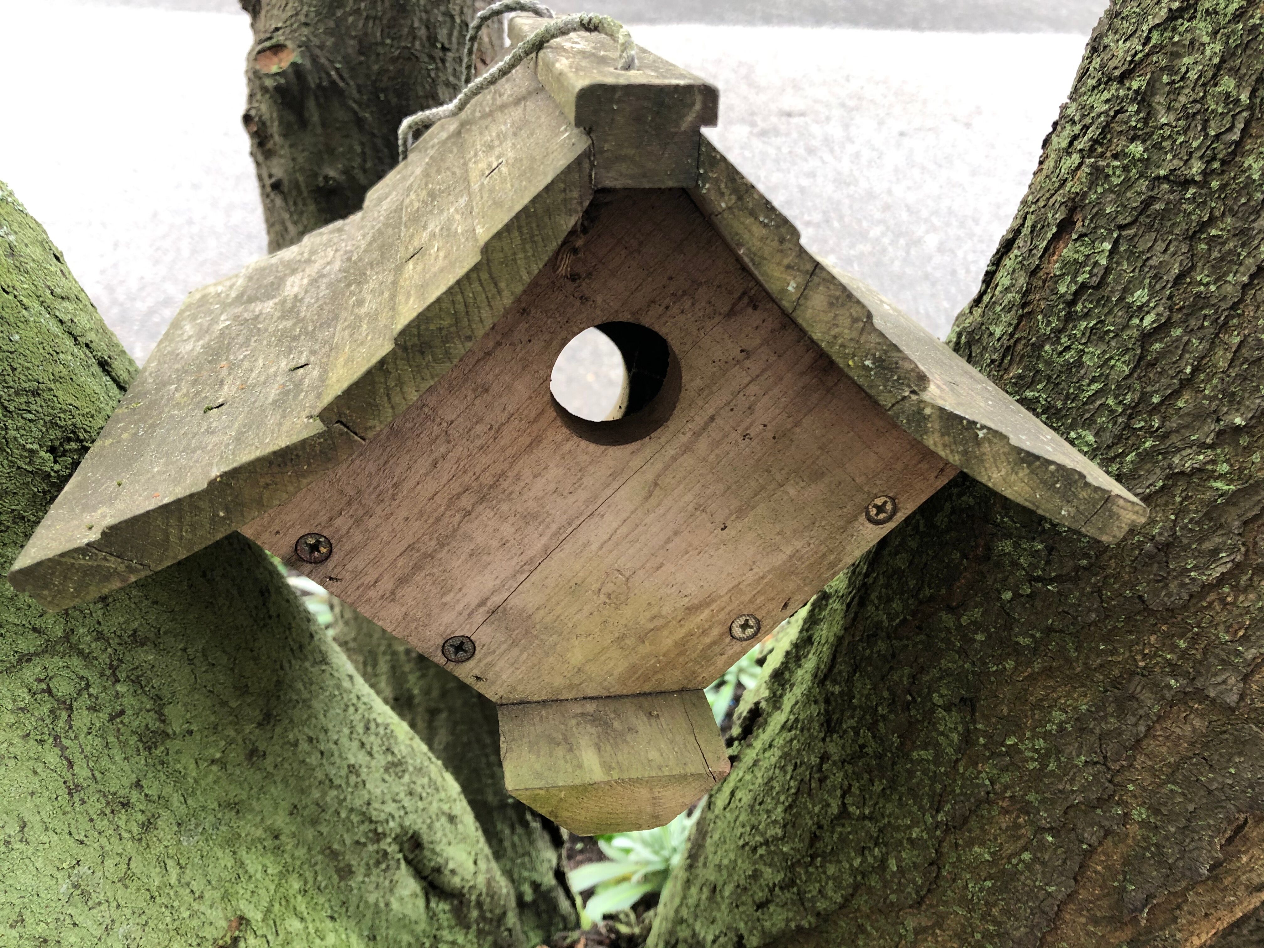 Garden Bird Nest