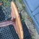 Braided chestnut harness small round side table on console tripod