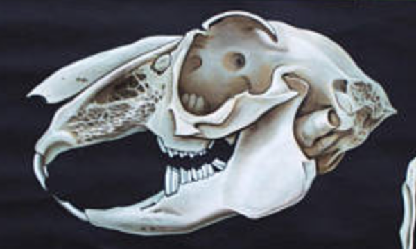 Affiche murale de l’école de Jung-Koch-Quentell ''lapin'' 1964��