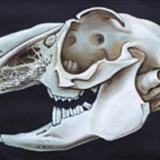 Wall poster of the school of Jung-Koch-Quentell "rabbit" 1964