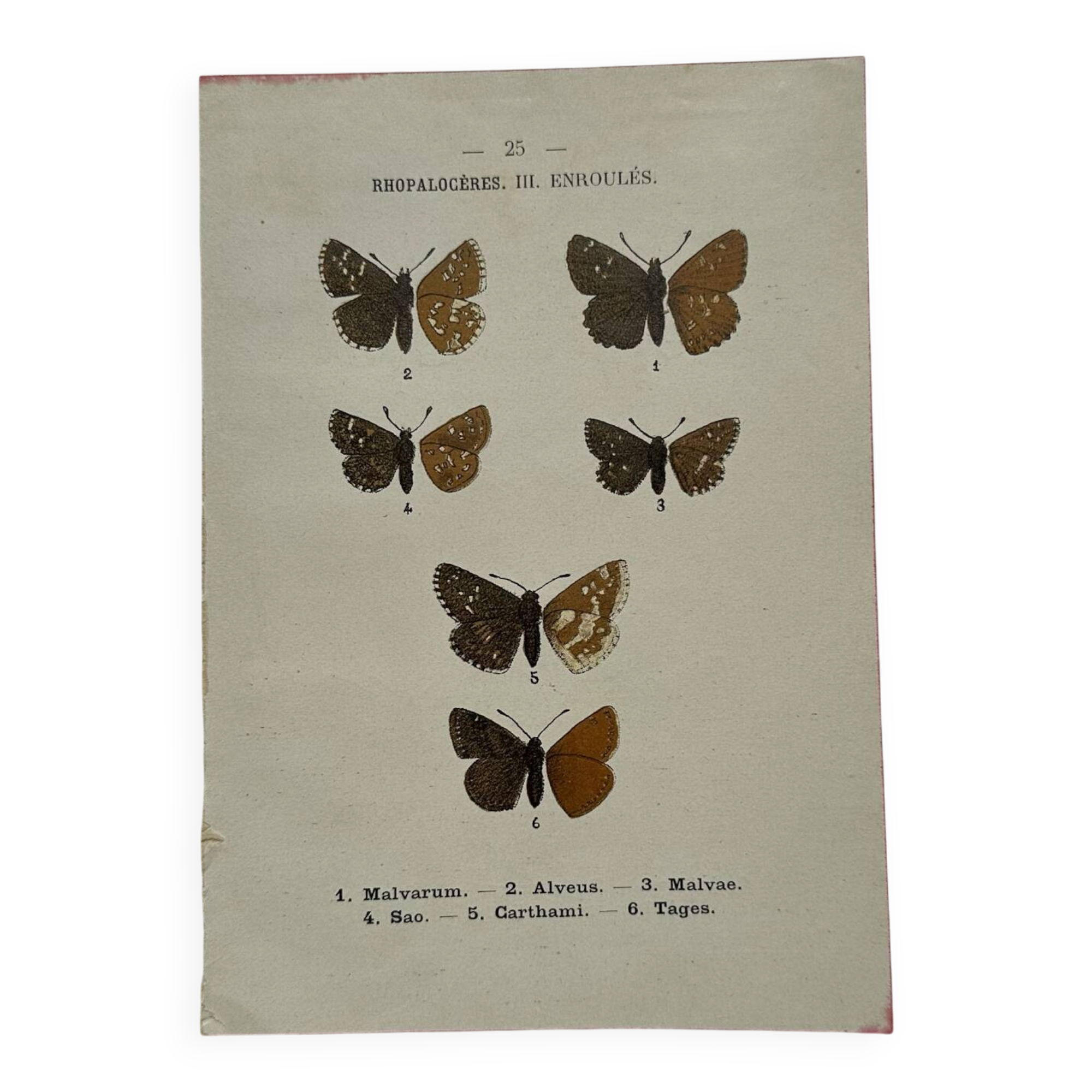 Gravure botanique papillons double face planche naturaliste Eau forte