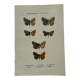 Gravure botanique papillons double face planche naturaliste Eau forte