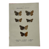 Botanical engraving double-sided butterflies naturalist plate etching