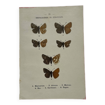 Botanical engraving double-sided butterflies naturalist plate etching