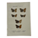 Gravure botanique papillons double face planche naturaliste Eau forte