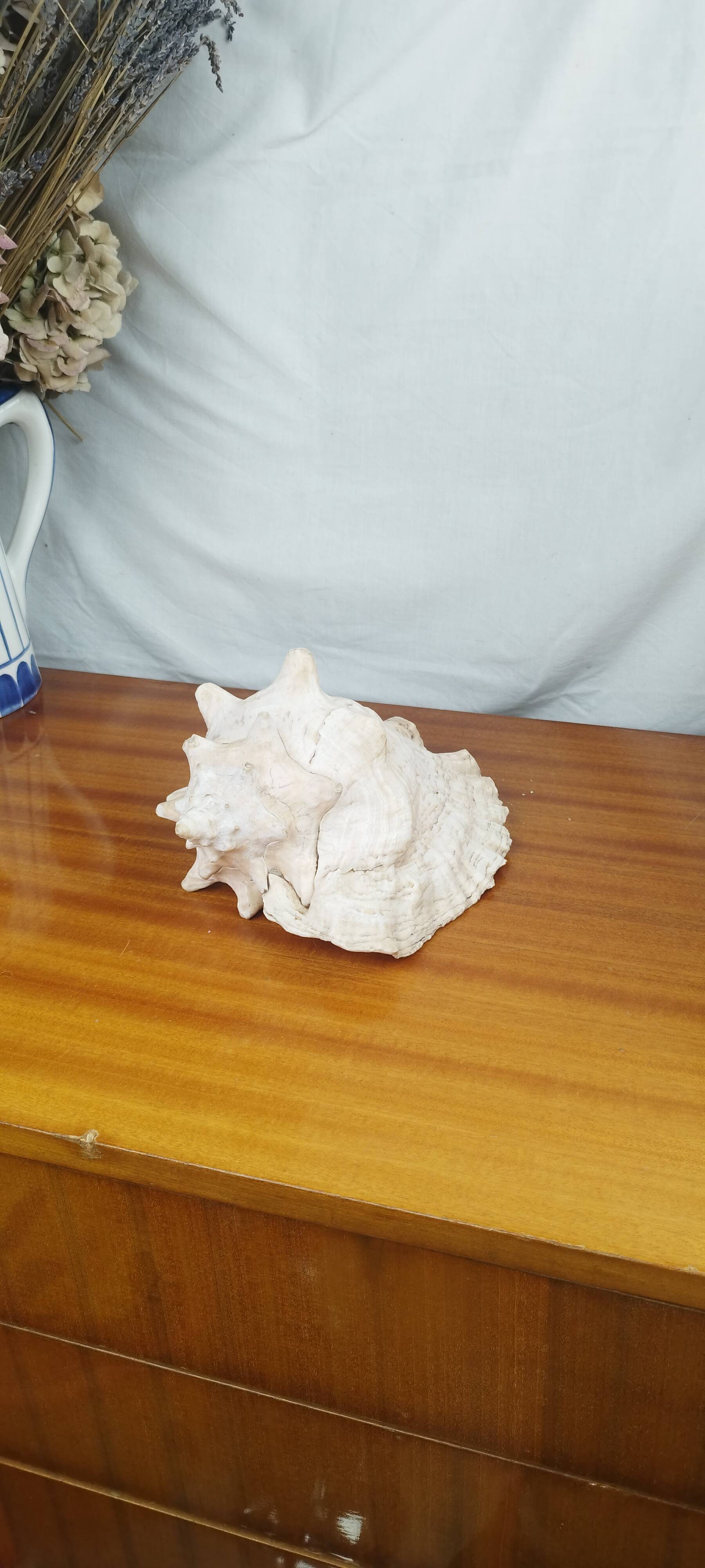 Large Lambi Conch, Marine Curiosity Object, Vintage Seashell