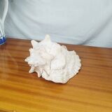 Large Lambi Conch, Marine Curiosity Object, Vintage Seashell