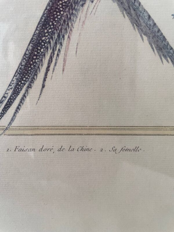 Planche zoologique François Martinet