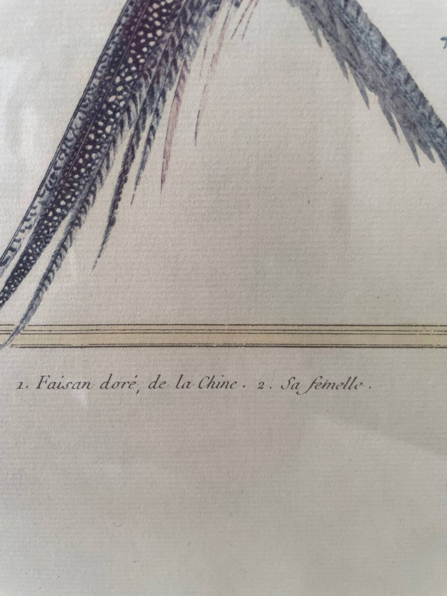 Zoological plate François Martinet
