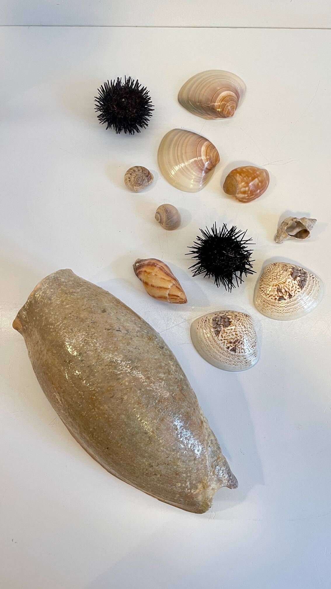 Collection de coquillages