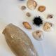 Collection de coquillages