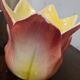 Pair of art nouveau plants signed delphin massier vallauris