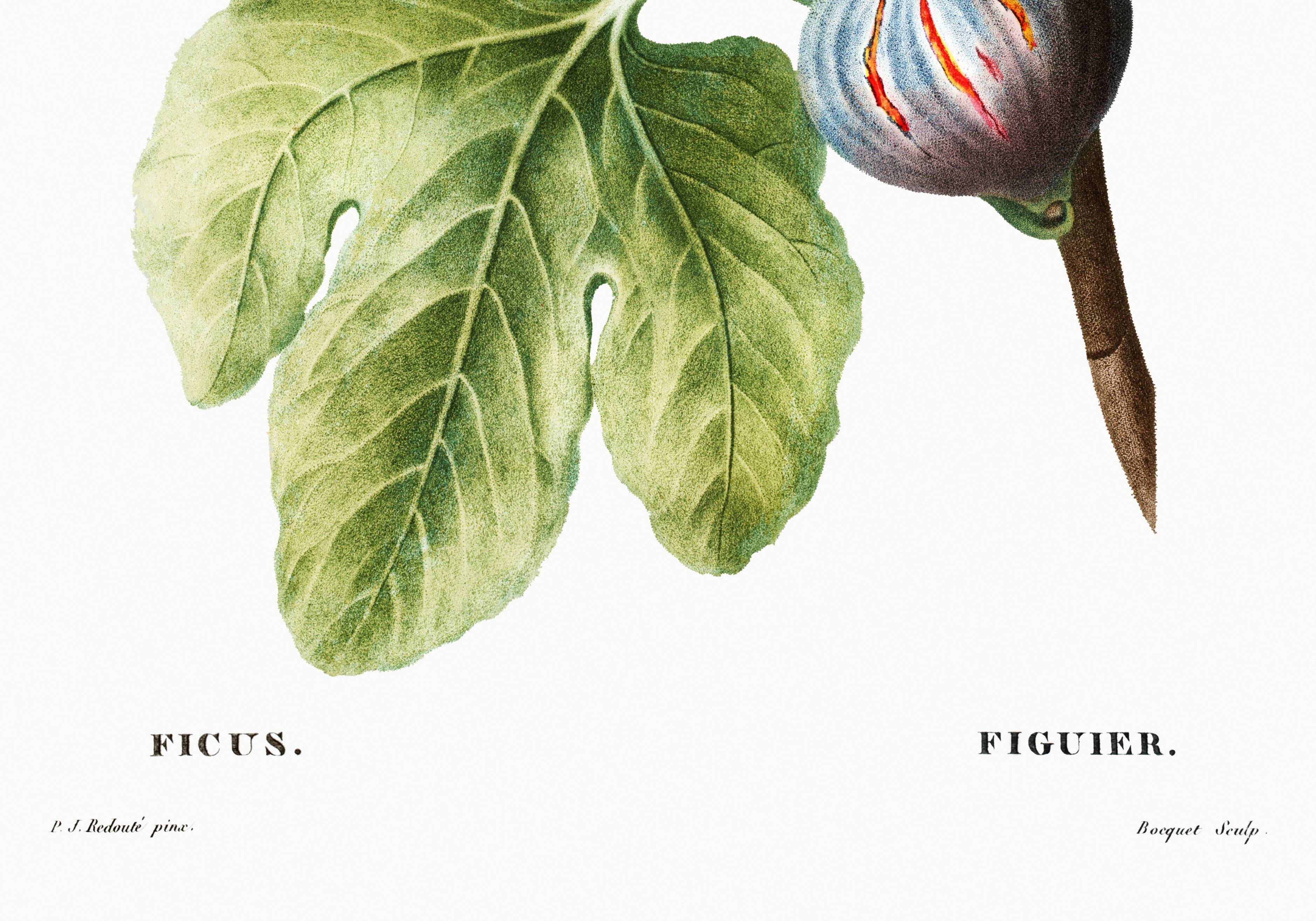 Botanical poster on the fig tree, based on an old engraving from 1802.