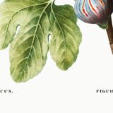 Botanical poster on the fig tree, based on an old engraving from 1802.