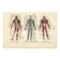 Gravure ancienne de 1923 - Anatomie humaine - Illustration, planche