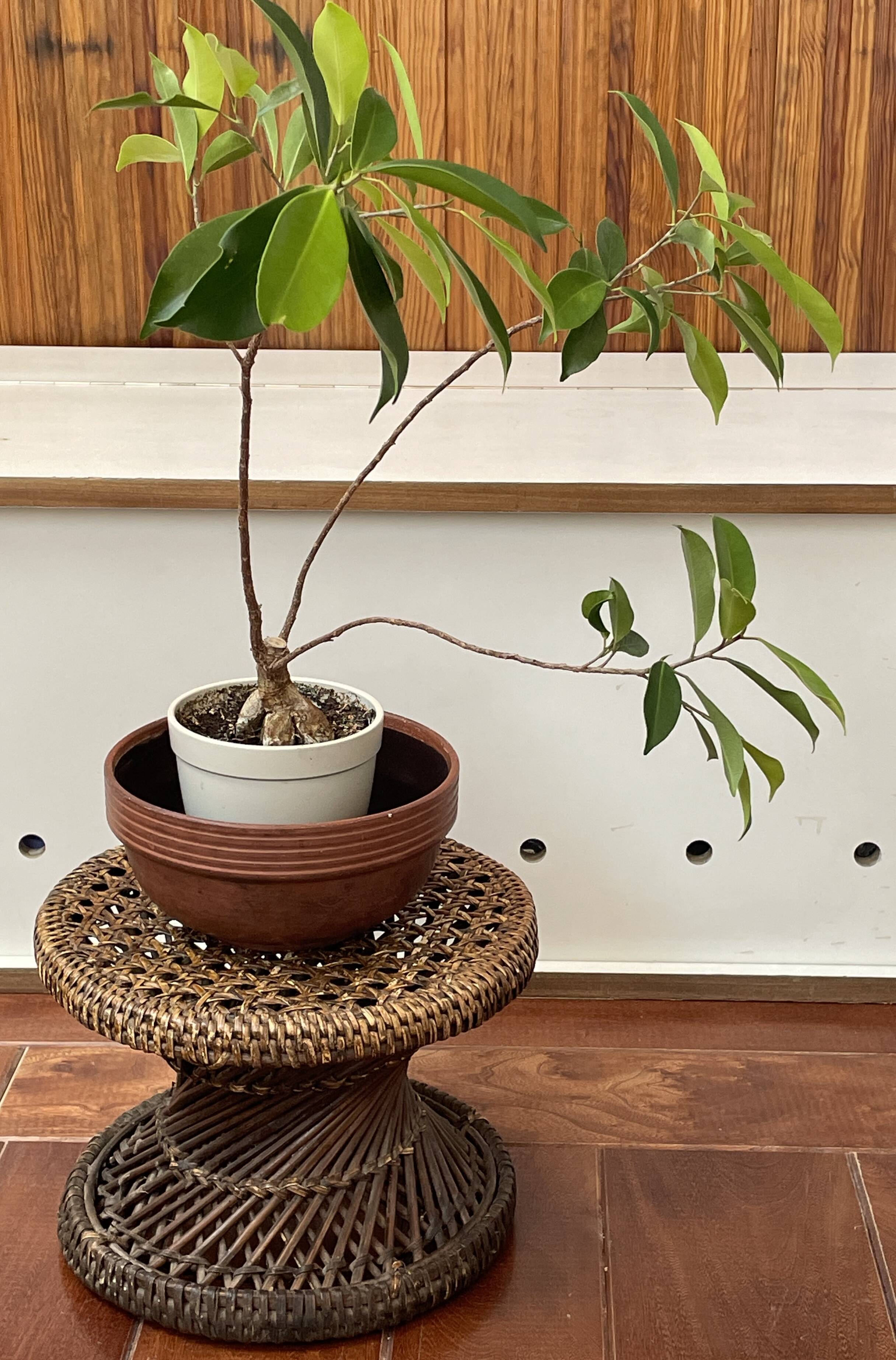 Bolster or small Diabolo stool in Rattan and Cannage