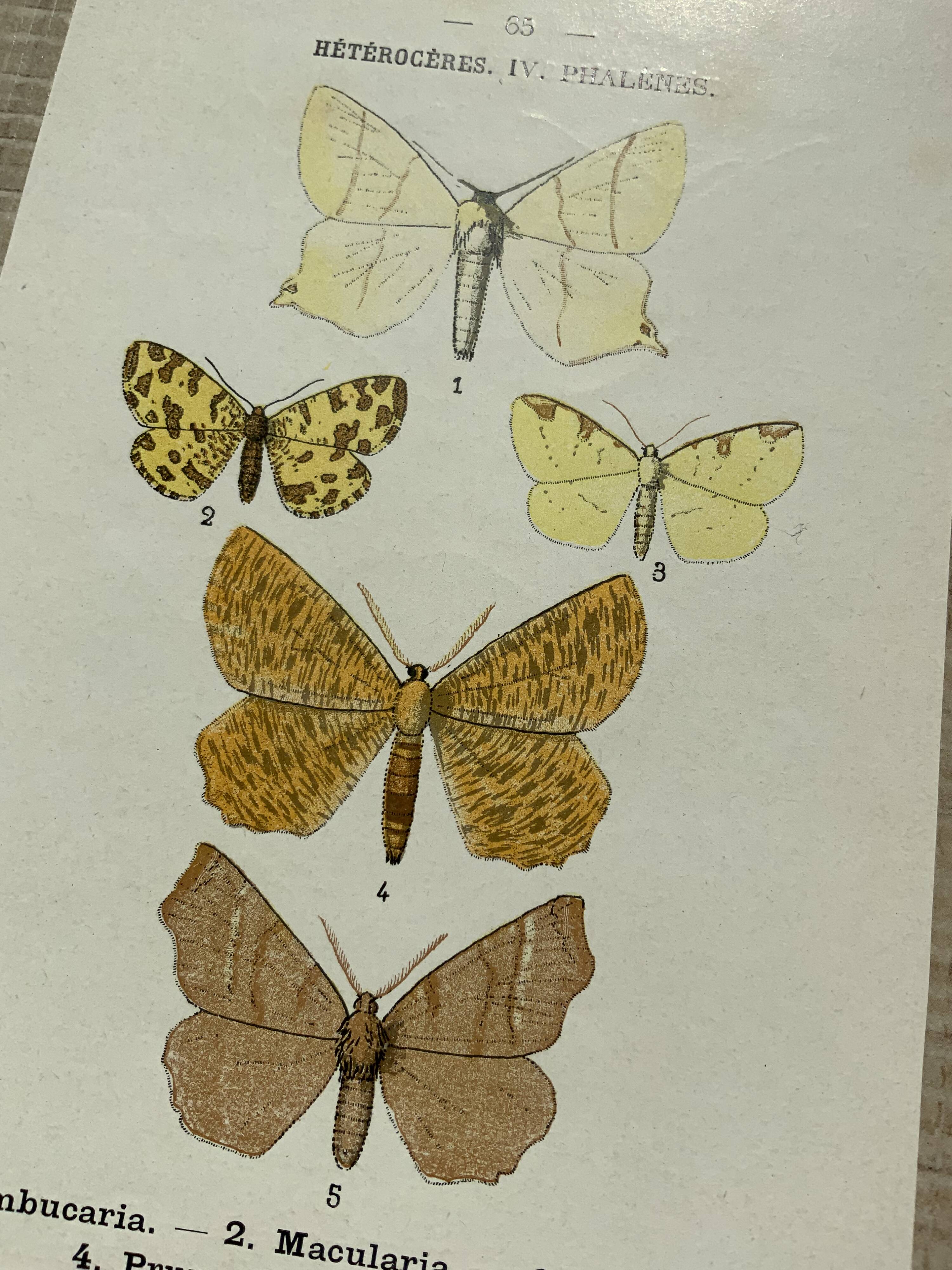 Vintage botanical plate antique engraving 1903 naturalistic work butterflies