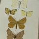 Vintage botanical plate antique engraving 1903 naturalistic work butterflies