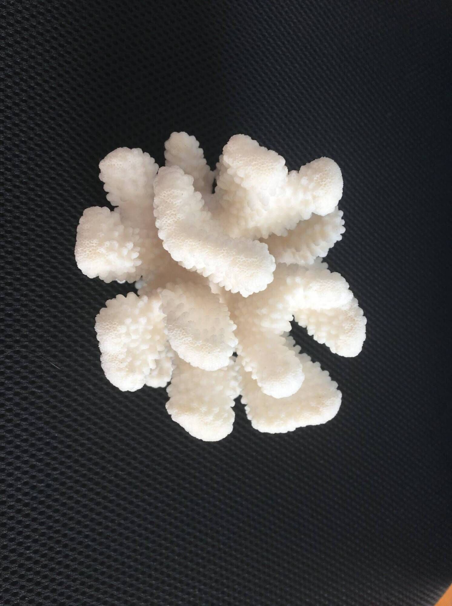 Branch coral