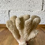 White coral