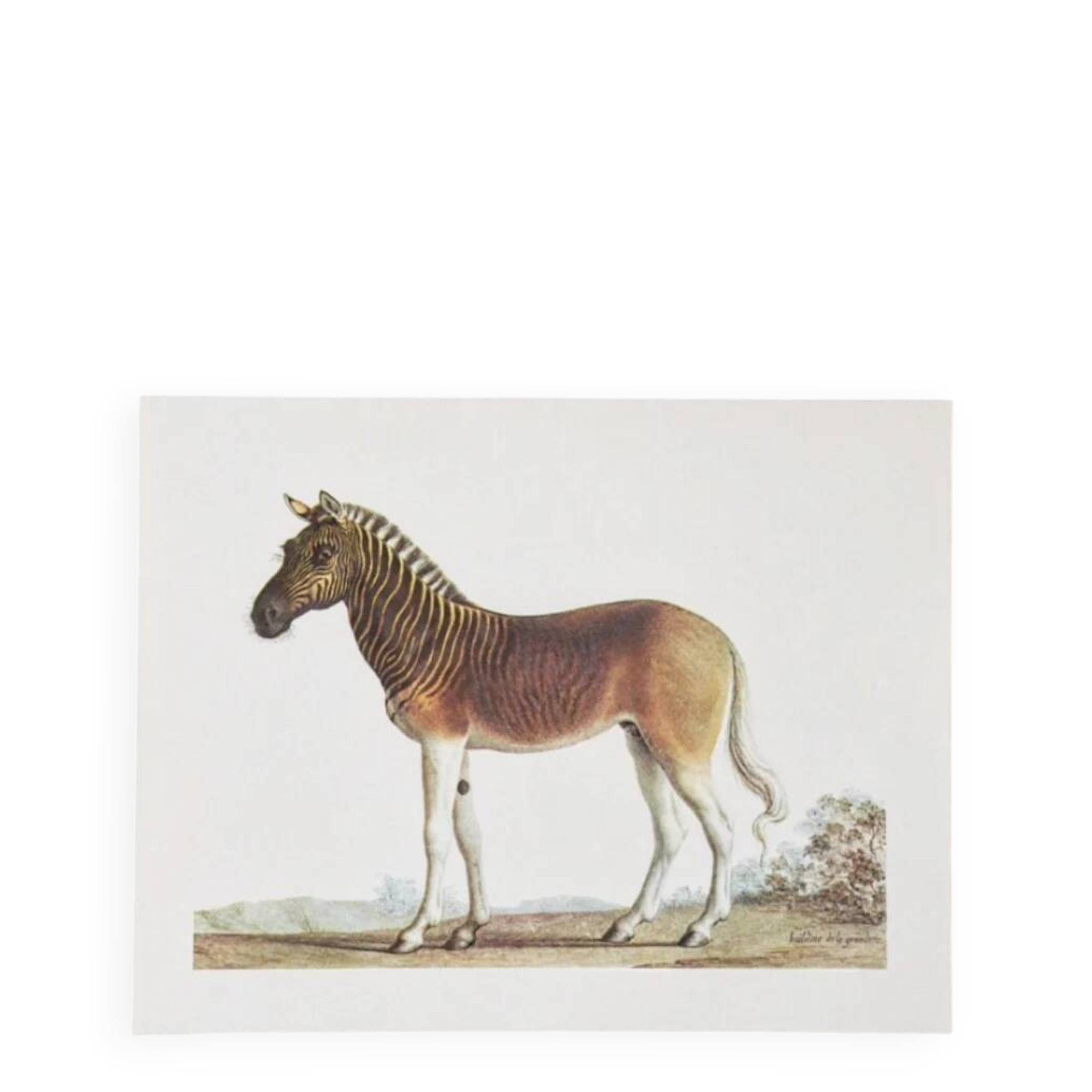 Bestiary plates from the Natural History Museum The zebra