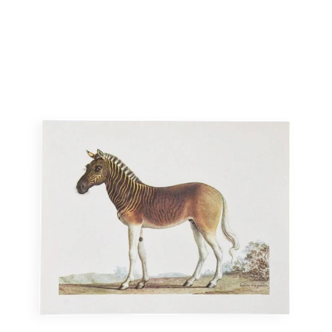 Bestiary plates from the Natural History Museum The zebra