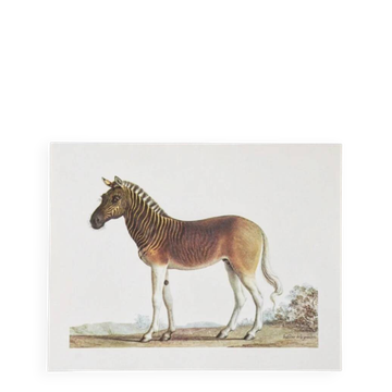 Bestiary plates from the Natural History Museum The zebra