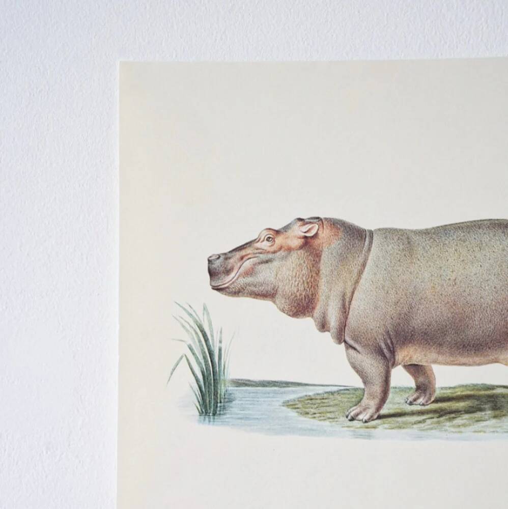 Bestiary plates from the Natural History Museum The Hippopotamus