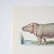 Planches de bestiaire du muséum d'histoire naturelle L'hippopothame