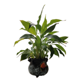 Pot